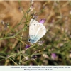 polyommatus vanensis male2